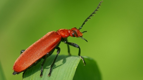 Red headed cardinal beetle Devon Wildlife Trust